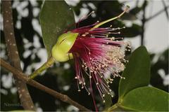 Sonneratia caseolaris